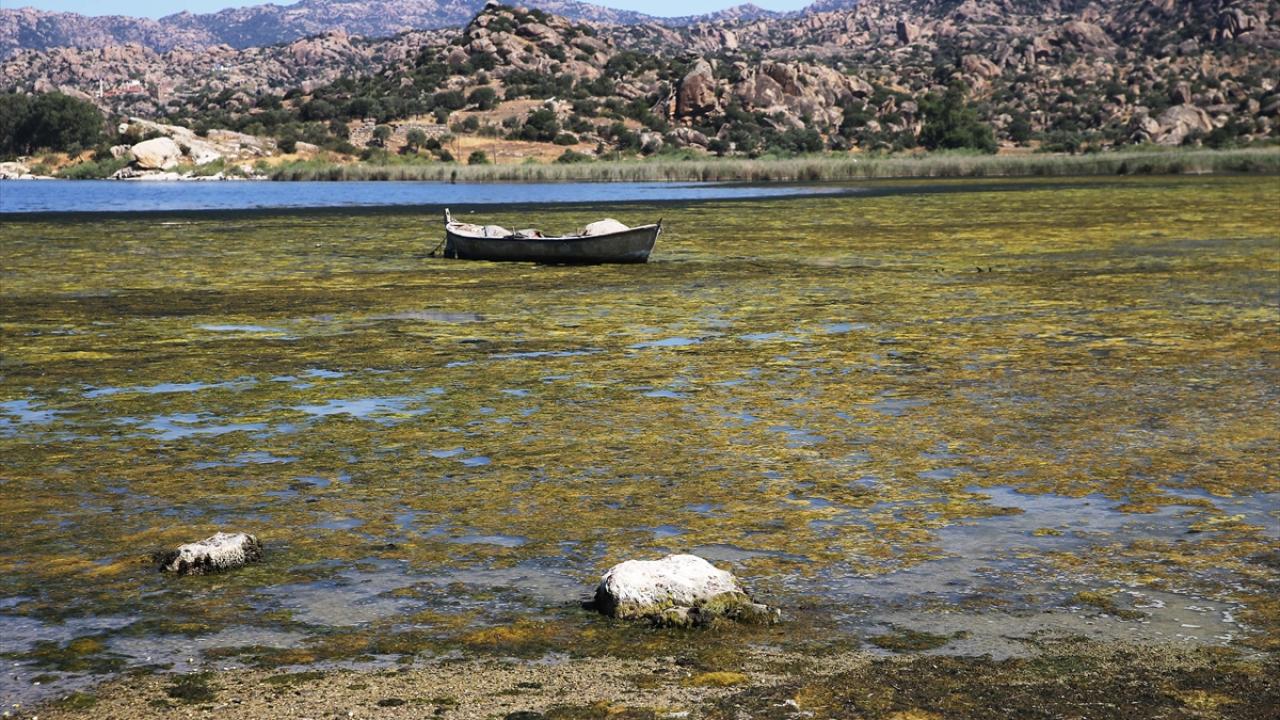 Bafa Gölü Can Çekişiyor: Kuraklık ve Kirlilik El Ele Verdi
