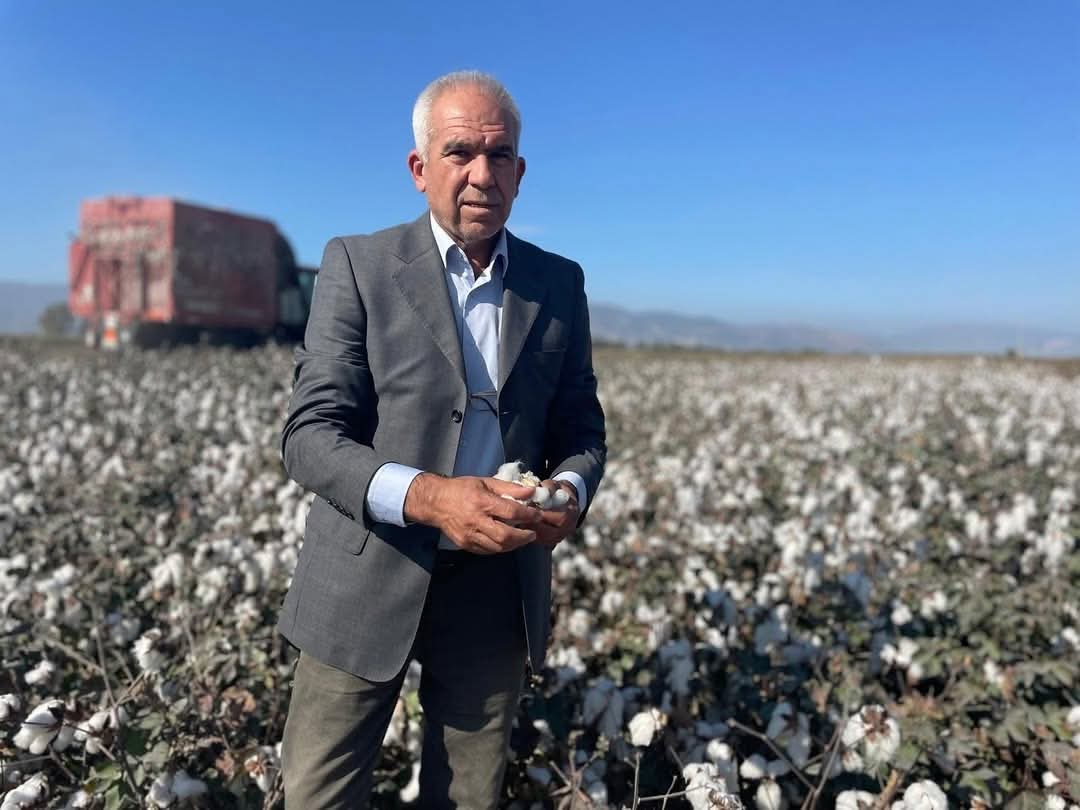 BEYAZ ALTININ SONU MU? Söke Ovası’nda pamuk devri kapanıyor: “Çiftçi küstü, üretim bitmek üzere”