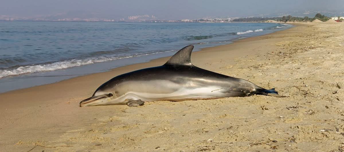 Kuşadası’nda Tırtak Türü Yavru Yunus Kıyıya Vurdu