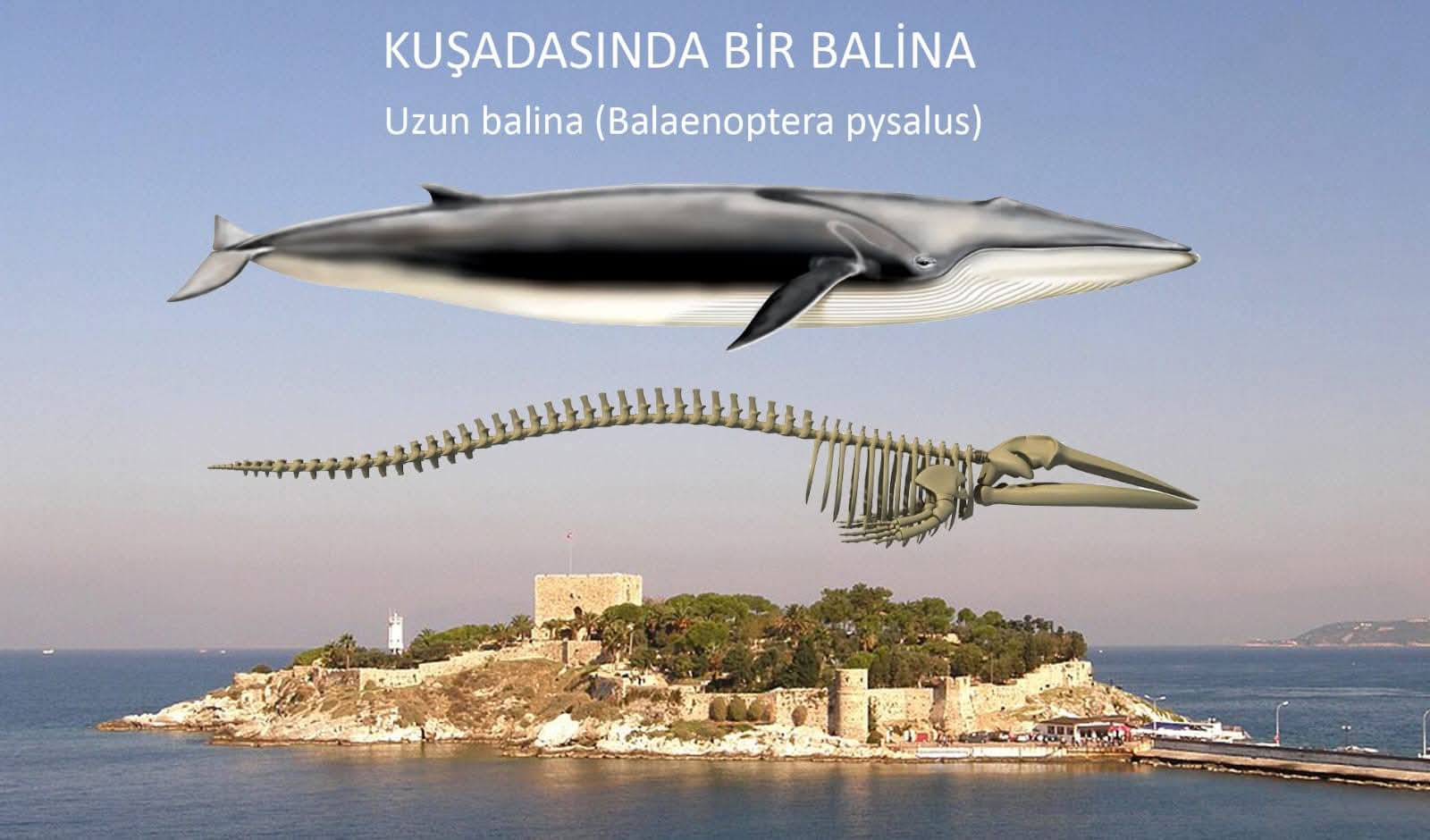 KUŞADASI’NDAKİ UZUN BALİNANIN HİKAYESİ: FİN BALİNASININ 27 YILLIK YOLCULUĞU