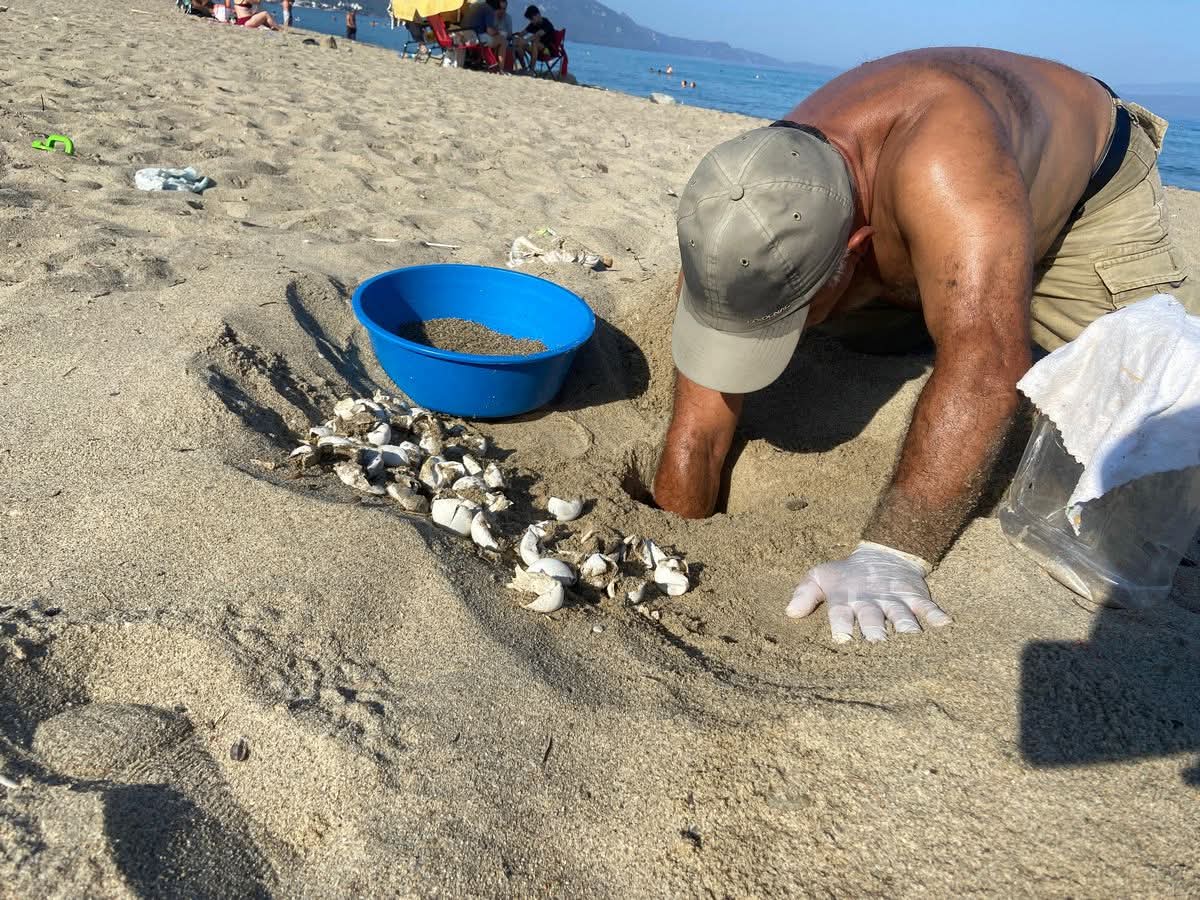 Doğanın Mucizesi Kuşadası Kumsallarında: Caretta Yavruları Denize Koşuyor