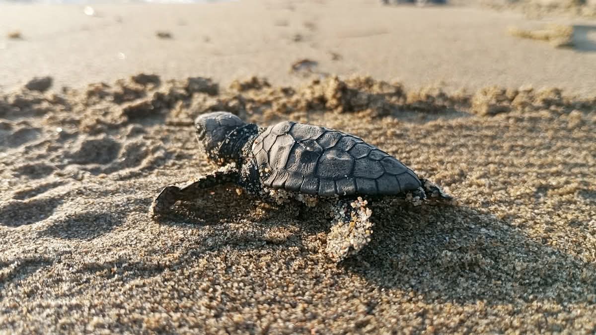 Kuşadası Kumsallarında Koruma Altındaki Yuvadan İlk Caretta Caretta Yavruları Denizle Buluştu