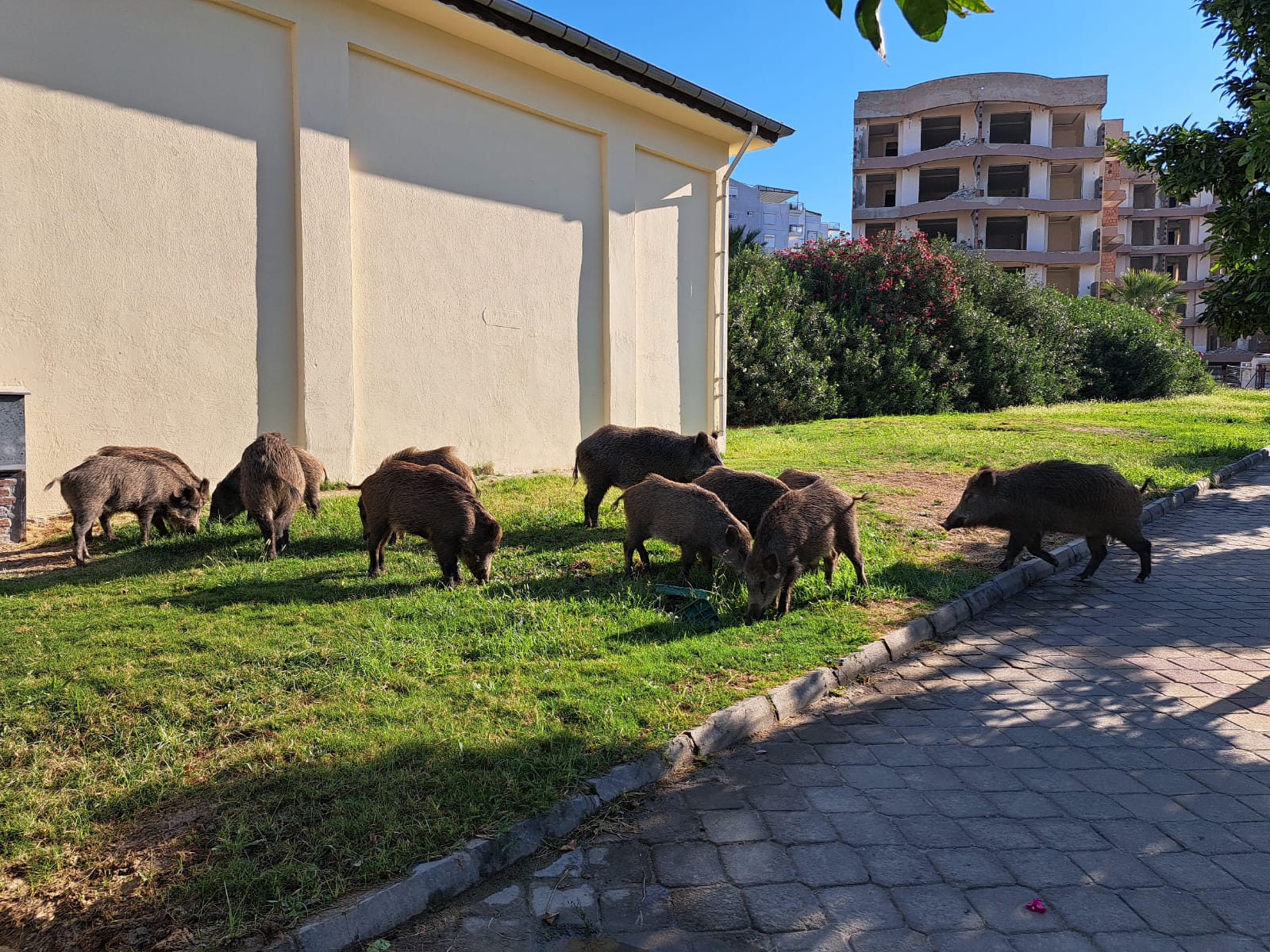 “Turizm Cenneti Kuşadası, Domuzadası Olma Yolunda”