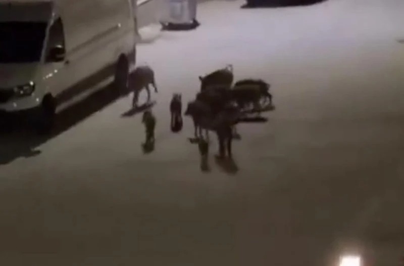 Kuşadası'nda köpek ve domuz sürüsünün kavgası kamerada!