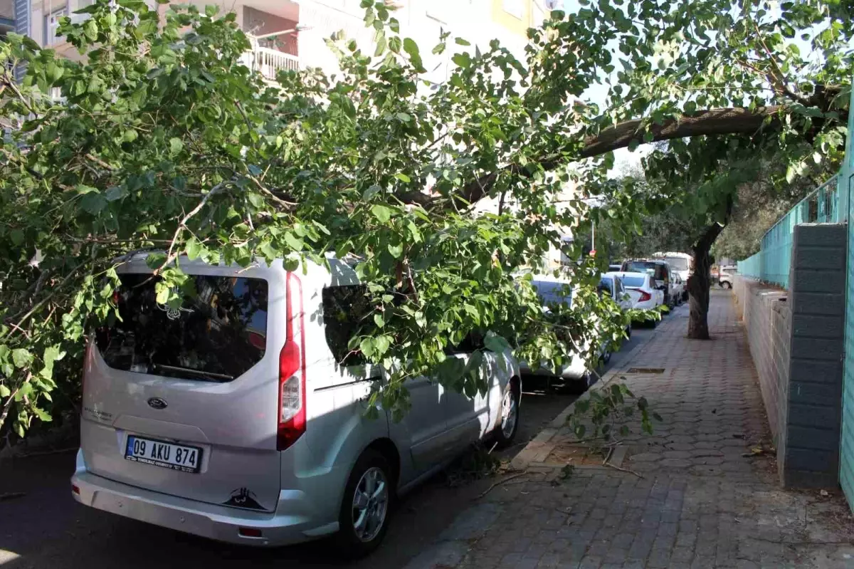 Aydın'da Park Halindeki Aracın Üzerine Ağaç Devrildi