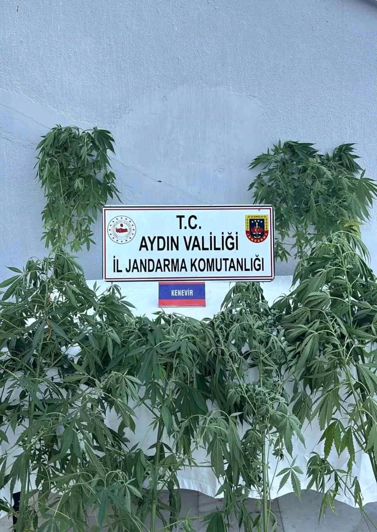 Aydın'da Uyuşturucu Operasyonu: 16 Gözaltı