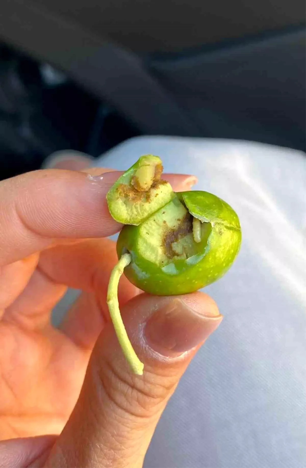 Zeytin Sineği Uyarısı: Mücadeleye Başlayın